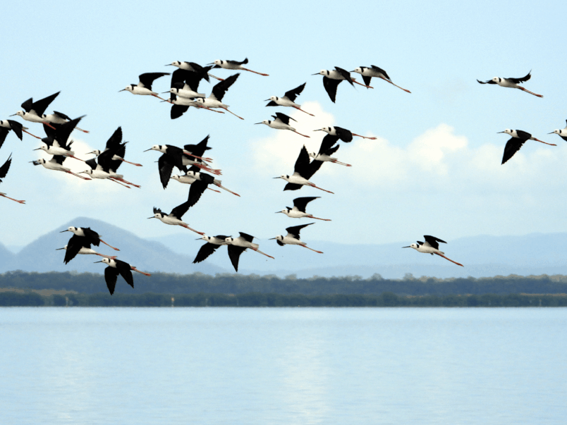 Birds flying over a foreshore