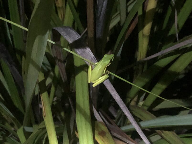 Wallum Sedge Frog